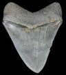 Serrated, Fossil Megalodon Tooth - Monster Meg #66184-2